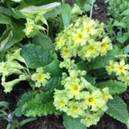 Примула Франциска Primula Francisca