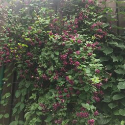 Клематис Purpurea Plena Elegans