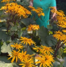 Бузульник зубчатый (Ligularia dentata)