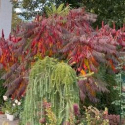 Сумах оленерогий (Rhus typhina)