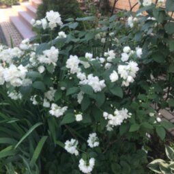 Чубушник Сноубель (Philadelphus Snowbelle)