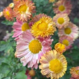 Хризантема корейская Хамелеон (Chrysanthemum koreanum)